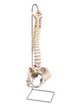 HIGHLY FLEXIBLE SPINE MODEL